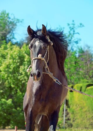 amazing Andalusian grey young  stallion in motion . Spainの写真素材