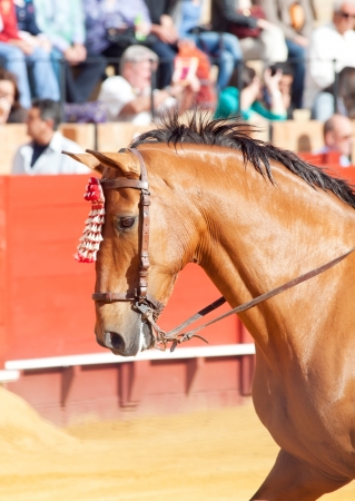 portrait of picador's  horse in corrida, Sevilla. Spainの写真素材