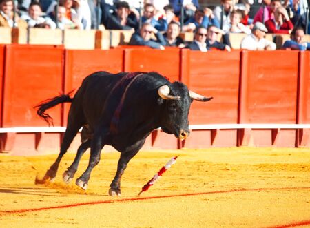 Fighting bull  from Spain. Black young bull のeditorial素材