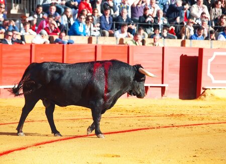 Fighting bull  from Spain in arena. Black young bull のeditorial素材