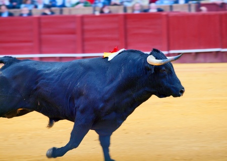 Running fighting  black young bull  at arena. Spain. のeditorial素材