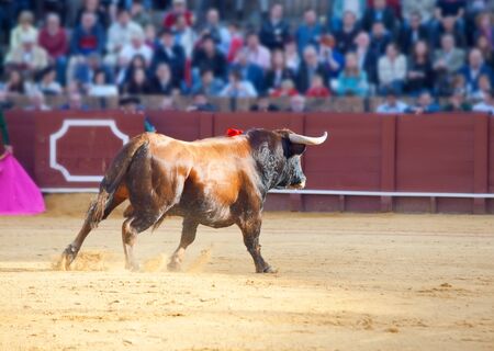 Fighting bull picture from Spain. Brown bullの写真素材
