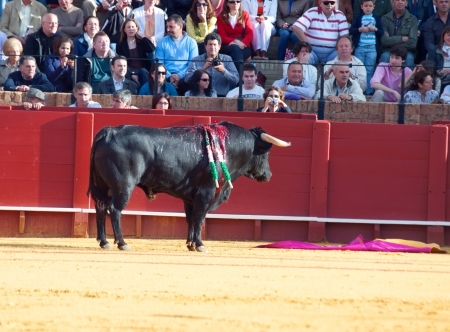 SEVILLA - MAY 20: Spain. Fighting  black young bull  at arena, on May 20, 2012 in Sevilla, Spain  のeditorial素材