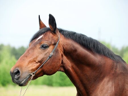 beautiful breed dressage bay stallionの写真素材