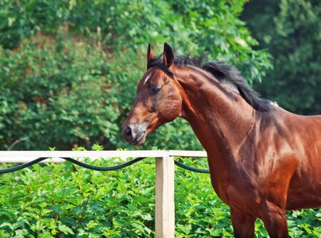 portrait of running  sportive  horse. sunny dayの写真素材