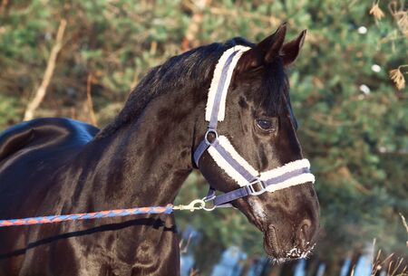 portrait of beautiful black horse. winter. outdoorの写真素材