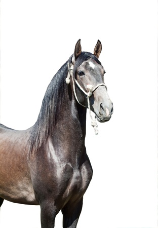 portrait of Andalusian grey  stallion sunny day Spainの写真素材