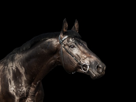 beautiful black horse portrait isolated on black backgroundの写真素材