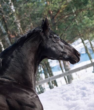 portrait of beautiful black sportive horse. winter.の写真素材