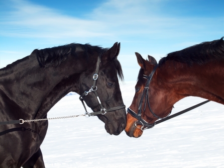 portraits of couple  stallions at winter seasonの写真素材