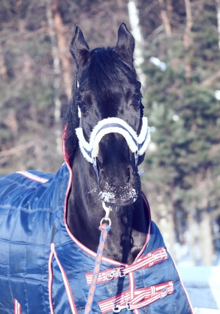  beautiful black horse in coat . winter. の写真素材