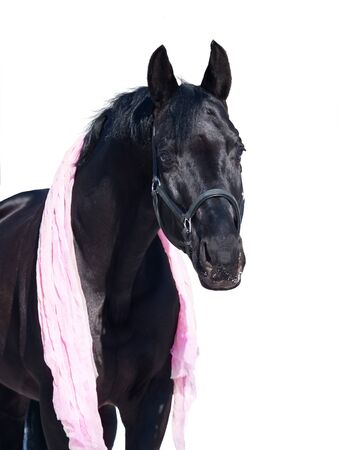 portrait of beautiful black horse with scarf. winterの写真素材