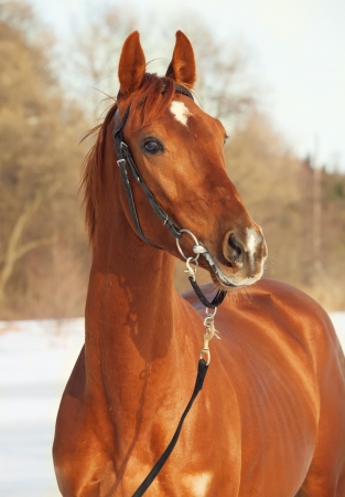 portrait of red horse の写真素材