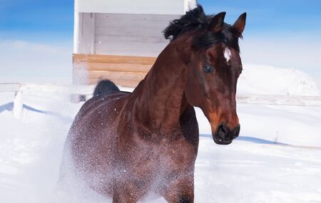 motion portrait of galloping beautiful   horseの写真素材