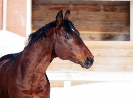 portrait of galloping beautiful bay  horse. winterの写真素材