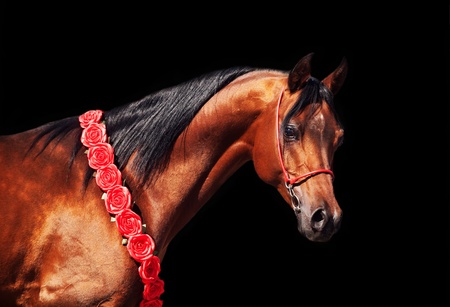 purebred bay arabian stallion isolated on the blackの写真素材