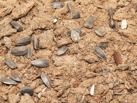  sunflower meal with seeds  background  Food for horses and farm animalの写真素材