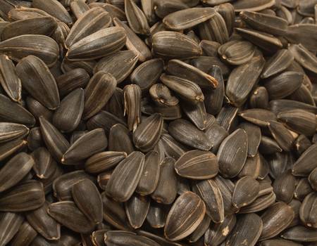 Sunflower seeds backgroundの写真素材