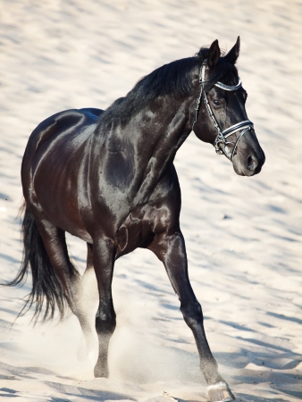 Running beautiful black stallion in the desertの写真素材