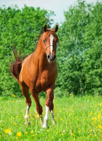chestnut arabian horse in movementの写真素材