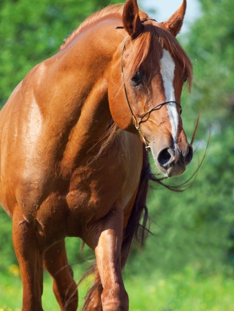 portrait of chestnut arabian horse in motion. close upの写真素材