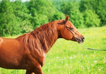 walking chestnut arabian horse in the fieldの写真素材