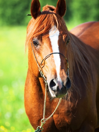 portrait of arabian horse in motion. close upの写真素材