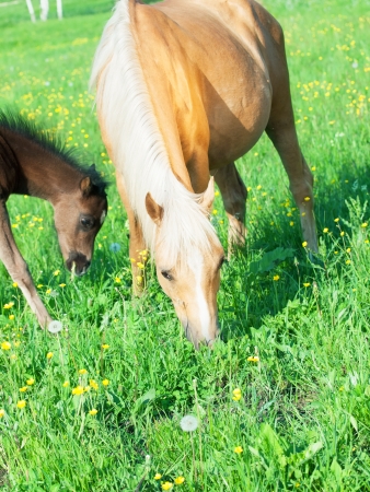 welsh pony mare with foal in the pastureの写真素材