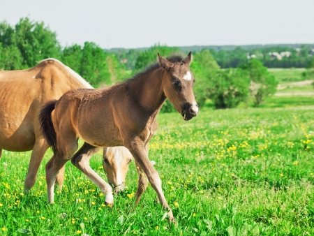 little  foal of welsh pony with mom  in the grasslandの写真素材