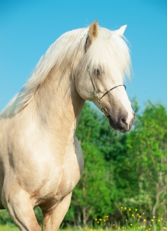 portrait of palomino welsh pony  in motionの写真素材