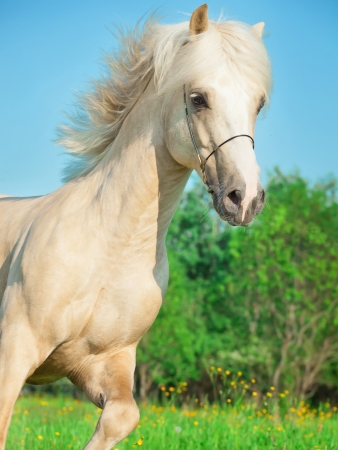 palomino welsh pony  in motion in blossom fieldの写真素材
