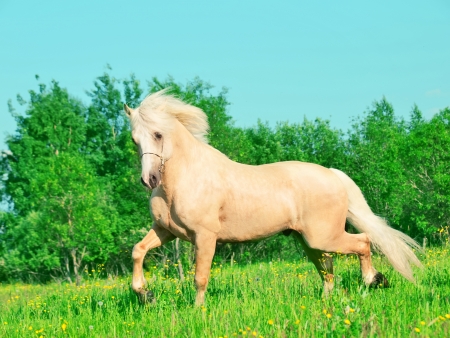 Running palomino welsh pony  in blossom fieldの写真素材