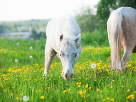 little  foal of welsh pony with mom  in the grasslandの写真素材