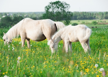 cream little  foal of welsh pony with mom  in the grasslandの写真素材