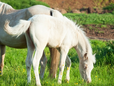 little  foal of welsh pony with mom  in the grasslandの写真素材