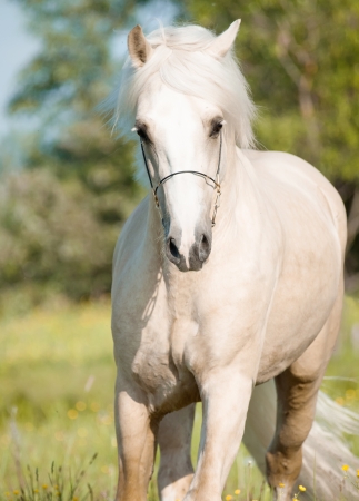 portrait of running palomino welsh pony in fieldの写真素材
