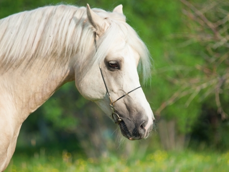 portrait of palomino welsh pony の写真素材