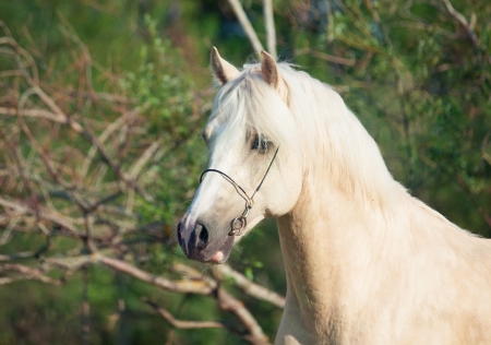 portrait of palomino welsh pony stallionの写真素材