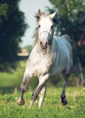 Grey  arabian horse in movementの写真素材