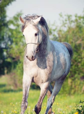 Grey  arabian horse in movementの写真素材