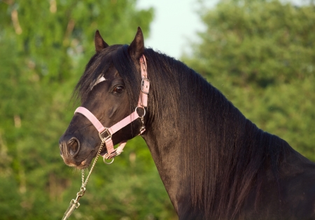 portrait of welsh pony stallionの写真素材