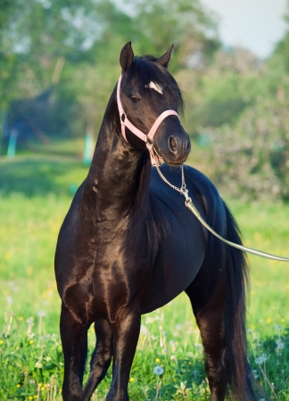 welsh pony stallionの写真素材
