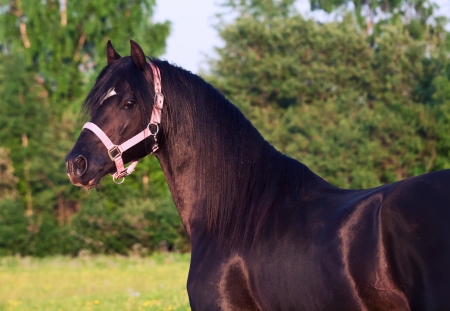 portrait of black welsh pony stallionの写真素材