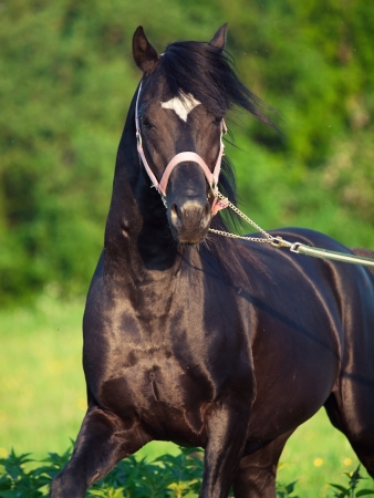 portrait of welsh pony stallion in motionの写真素材