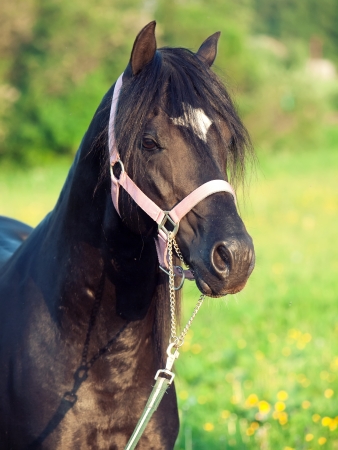 portrait of black welsh pony stallionの写真素材