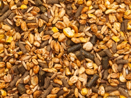 horse muesli background.  sport line high quality. close upの写真素材