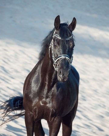 portrait of Beautiful black stallion in motion in the desertの写真素材