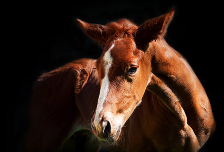  little chestnut foal at the dark backgroundの写真素材