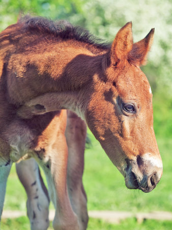 portrait of little chestnut  Hanoverian foalの写真素材
