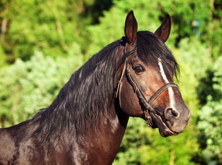 Portrait of beautiful breed sportive stallionの写真素材